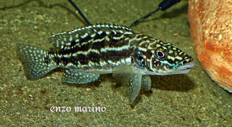 Lepidiolamprologus kendalli 'Nkamba Bay'